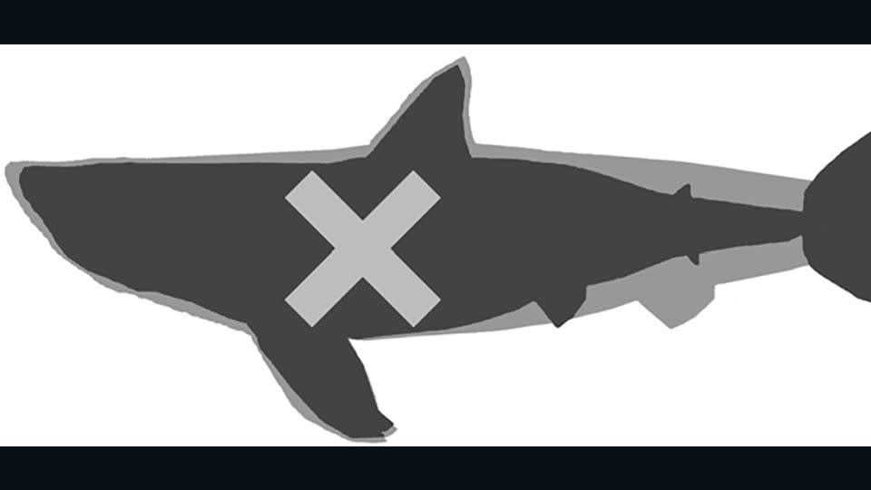 A diagram shows the previous and new schematic interpretations of the body form of Otodus megalodon. The dark grey silhouette depicts the previously reconstructed body form, based on the great white shark. The light-gray outline shows the newly interpreted body form, which is more elongated. - Kenshu Shimada/DePaul University