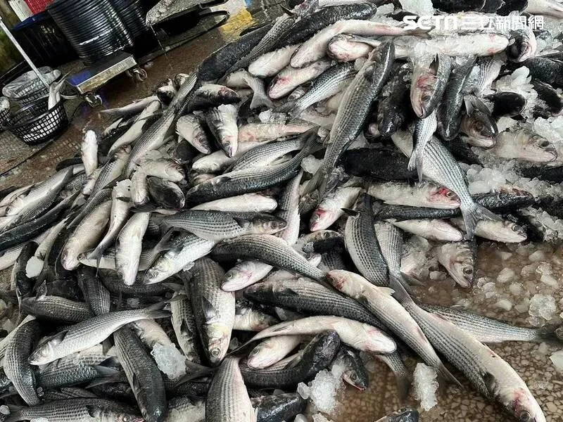 大豐收！彰化漁民出海捕魚捕獲五千多尾肥美的烏魚，滿載而歸，也是今年入冬最大的一批。(圖/彰化縣議員賴清美提供)