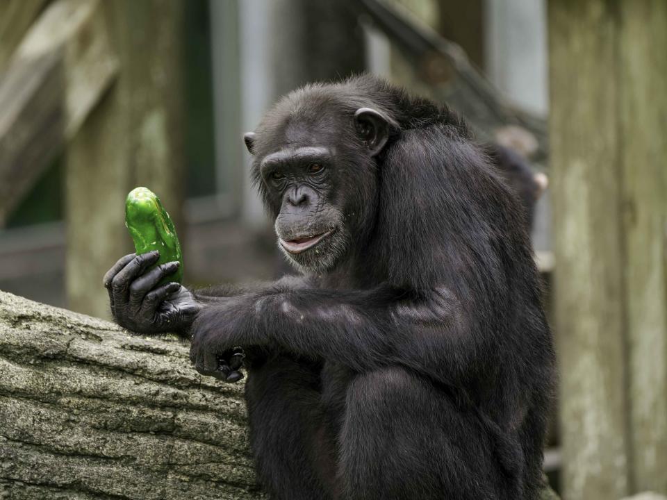 把黑猩猩惹毛了，小心牠會用食物K你！（圖／台北市立動物園提供）