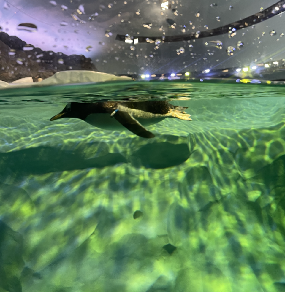 A penguin comes close to the glass panel at Penguin Cove 