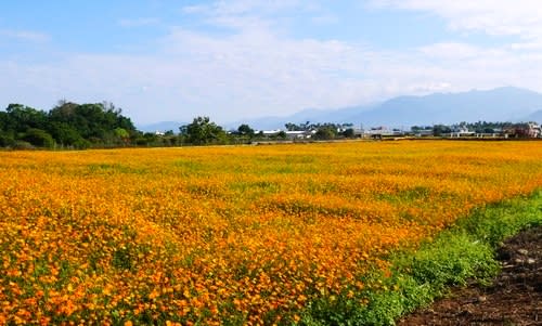 【賞花之旅】花現新社花海，體驗花間漫遊樂悠遊