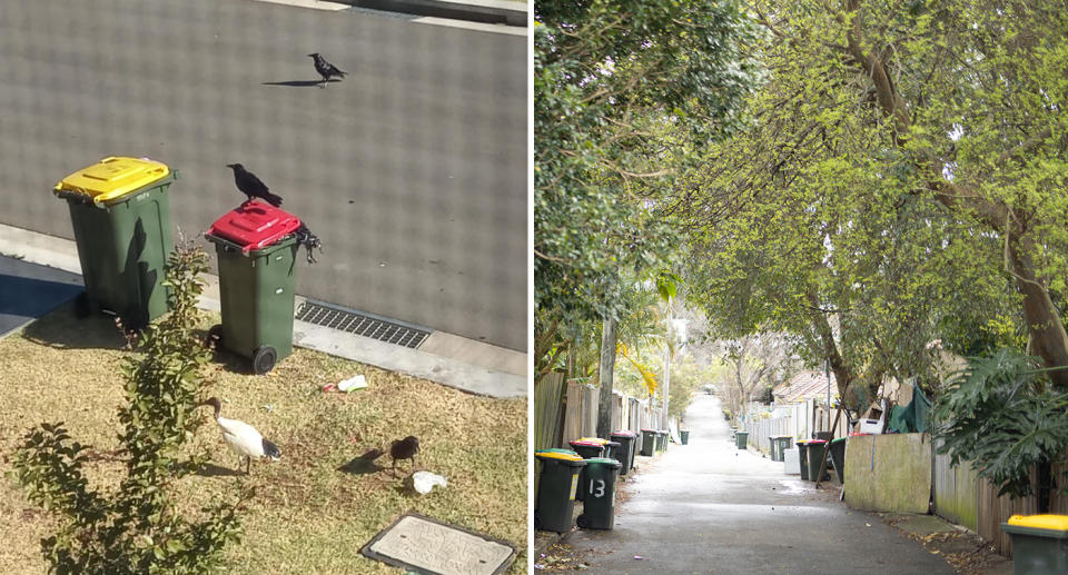 A photo of the bins left out all week on a Sydney street, attracting birds who are eating the rubbish. Another photo of a street with the bins out on bin day.