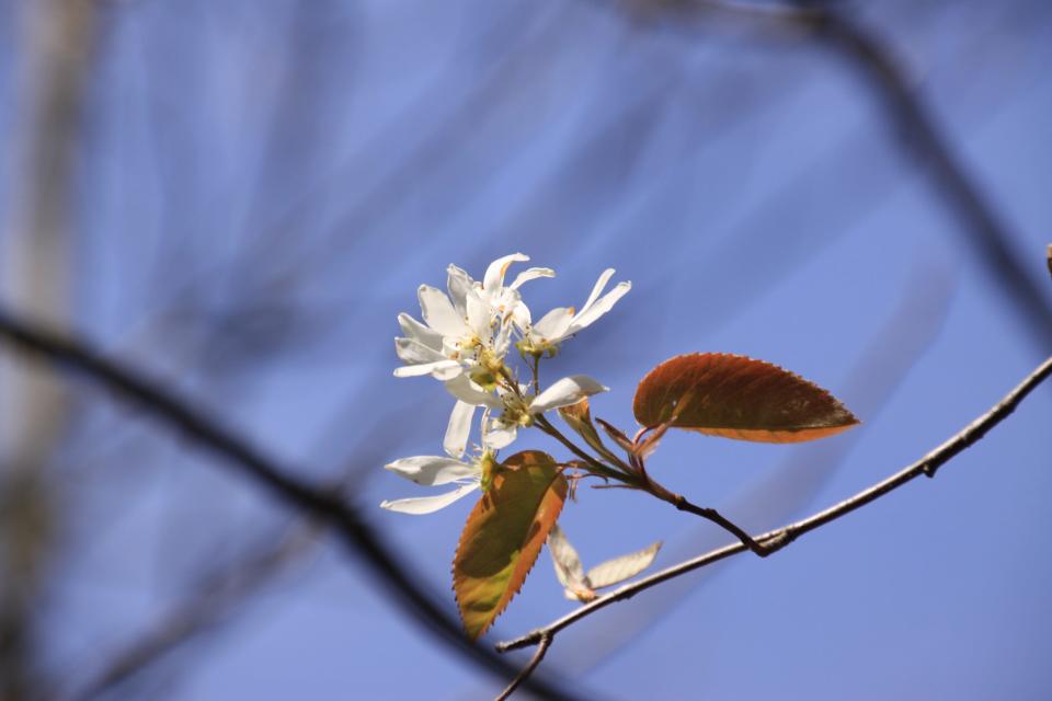 Serviceberry flowers are members of the rose family.