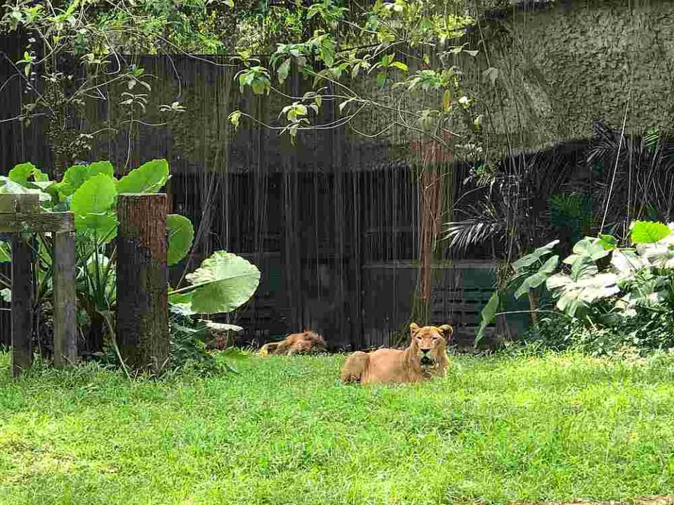 Manja Kani (back), whose weight loss raised questions about animal welfare at Zoo Negara, is seen napping in the background companion Manja Ela looks at visitors. — Picture by Tan Mei Zi