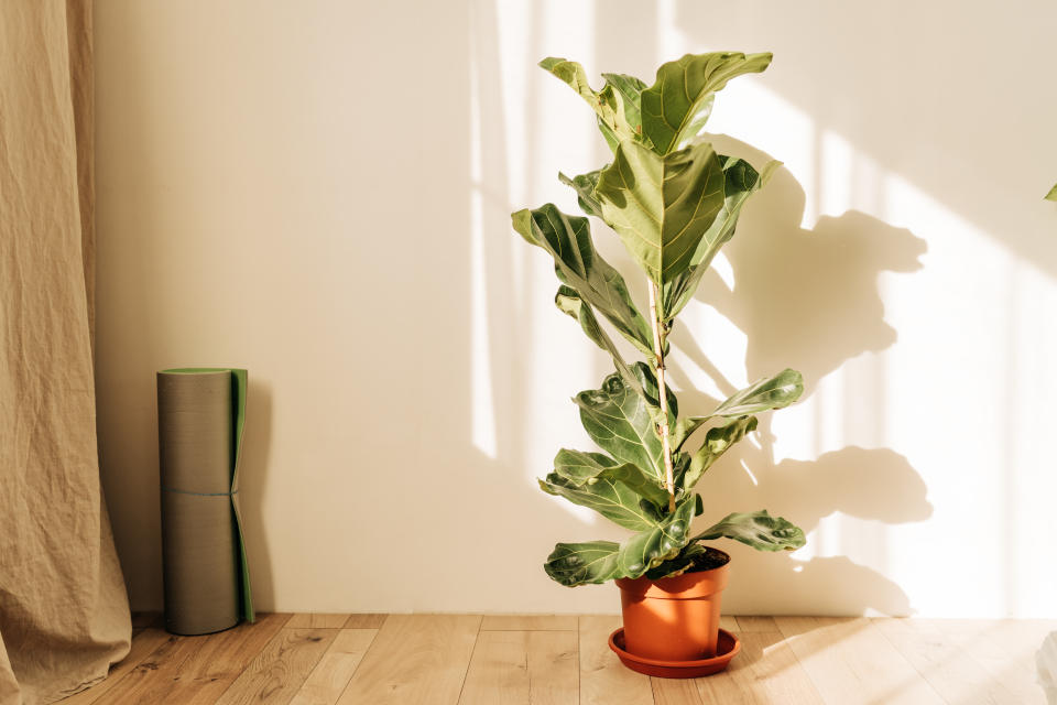 Fiddle leaf fig tree