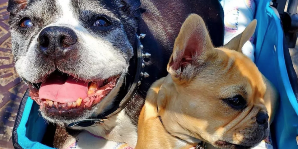 <span>Bruno (izquierda) y Pancake en 2021. Bruno murió de cáncer en agosto de ese año. (Foto: Jen Costa)</span>