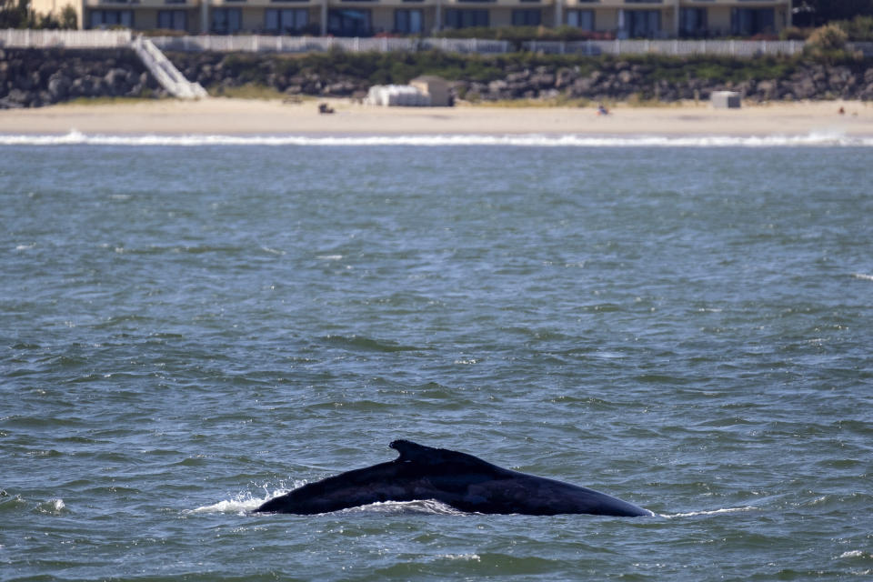 An adolescent Humpback whale designated "Whale 0140," identified through patterns on the whale's fluke, is seen from the vessel American Princess during a cruise offered by Gotham Whale, as the cetacean is spotted off the northern New Jersey coast line Wednesday, Sept. 23, 2020. The concentration of whales near New York City poses risks to the animals, as they ply some of the most heavily traversed waters on the planet. (AP Photo/Craig Ruttle)