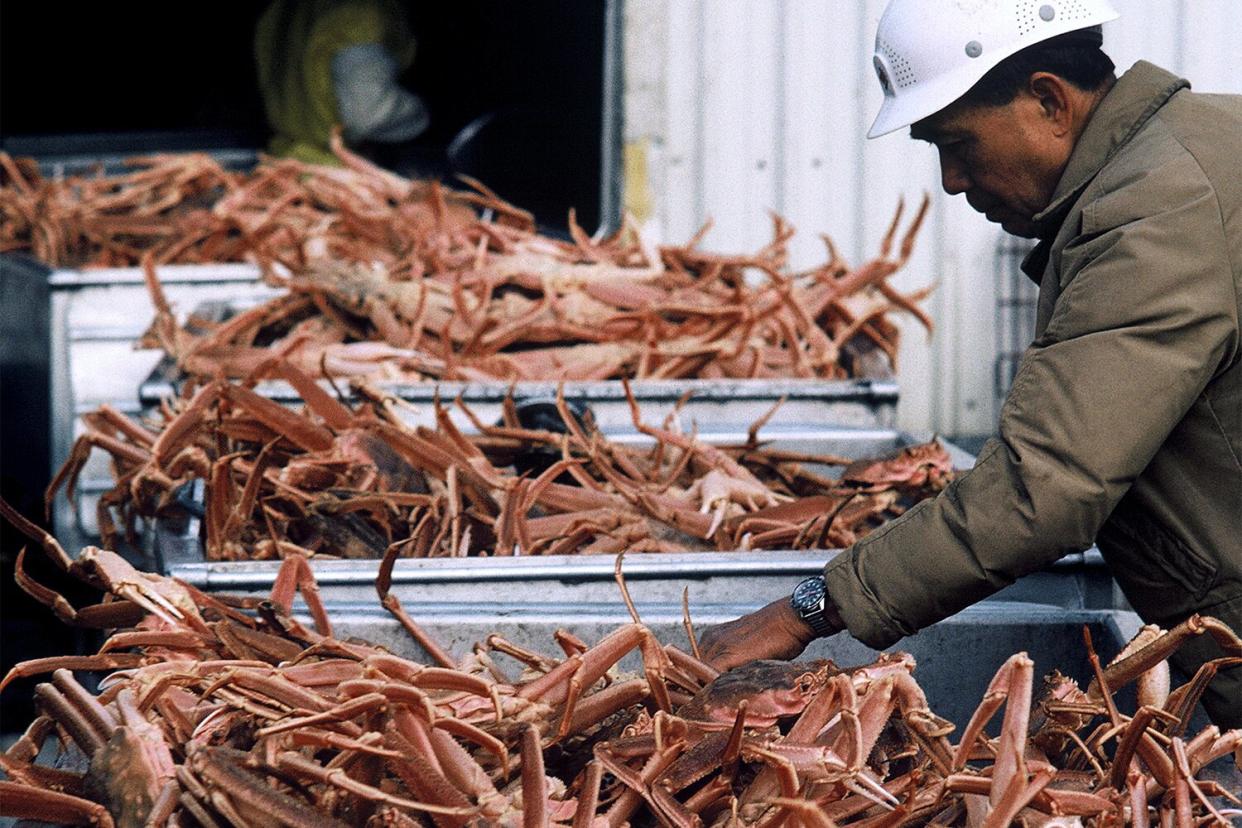 UNITED STATES - CIRCA 1900: Fishing in Alaska, United States - Snow crabs ready for conditioning at the fishery. (Photo by Jean-Erick PASQUIER/Gamma-Rapho via Getty Images)