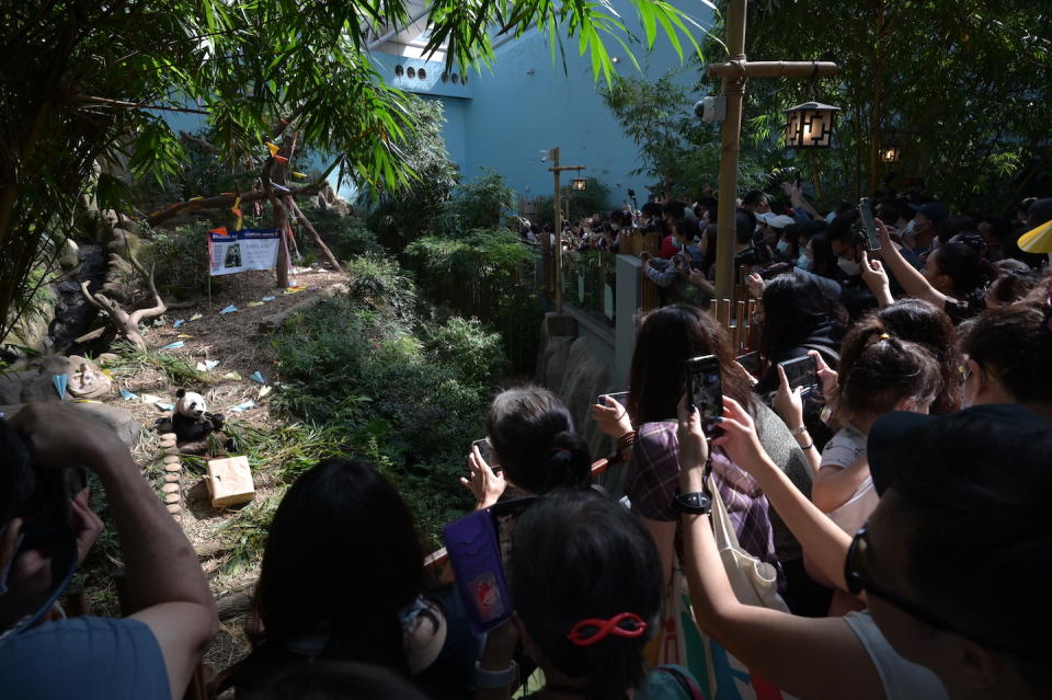 Guests at the Pavilion Capital Giant Panda Forest to see Le Le off on his final day in the exhibit (Photo: Mandai Wildlife Group) 