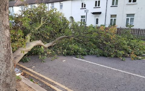 a branch in a road in Grays, Thurrock, Essex,  - Credit: Gary Malley/PA
