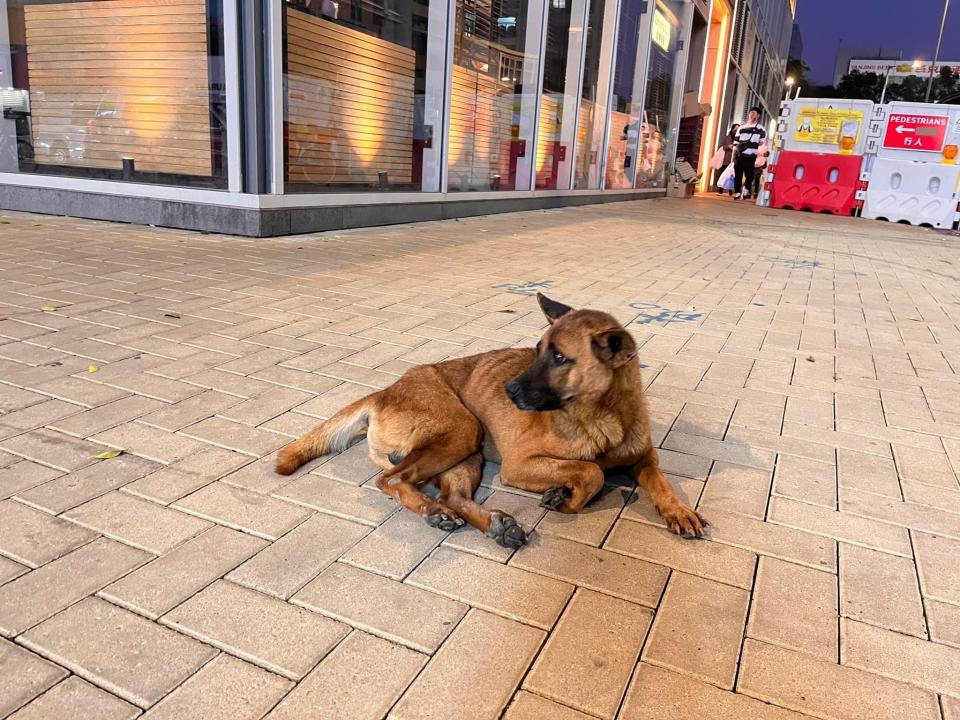 On the first day of Chinese New Year in Fanling, a member of the public found a Chinese dog lying alone on the street, completely unresponsive to passers-by.