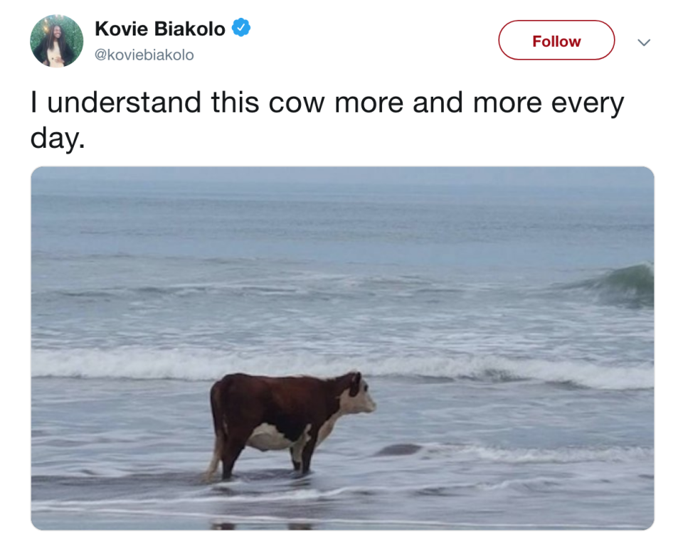 <h1 class="title">cow-tweet.png</h1>