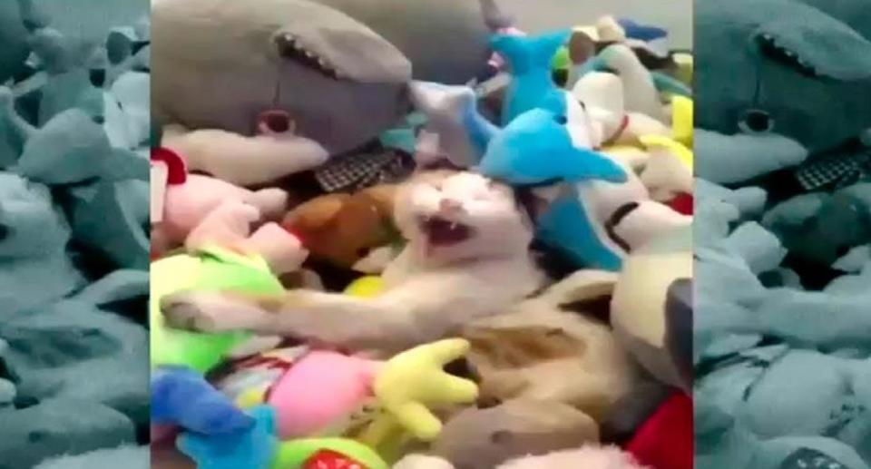 La tierna reacción de gato encerrado en máquina para sacar peluches es furor en las redes sociales. Foto: Captura Faceboo¿