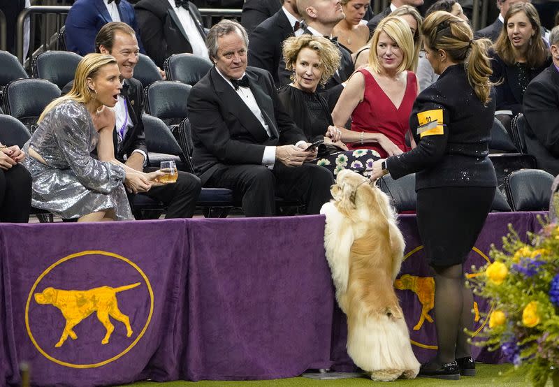 2020 Westminster Kennel Club Dog Show at Madison Square Garden in New York City