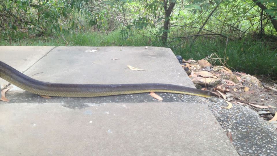 Python takes bathroom break in national park ladies' room