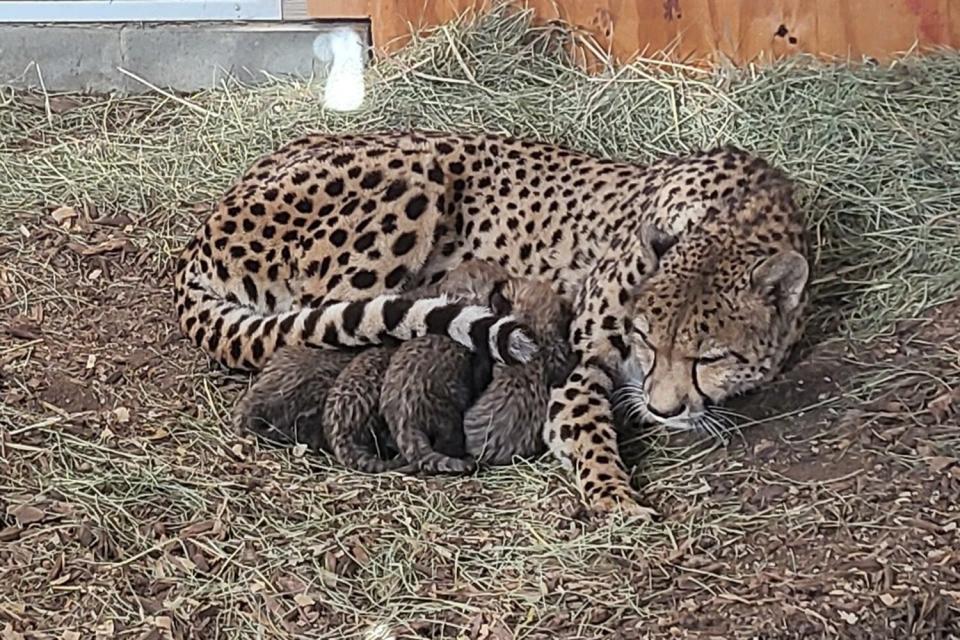 cheetah cubs