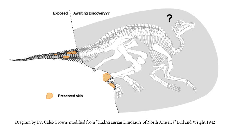 Diagram of potential Hadrosaur preserved in the hill.