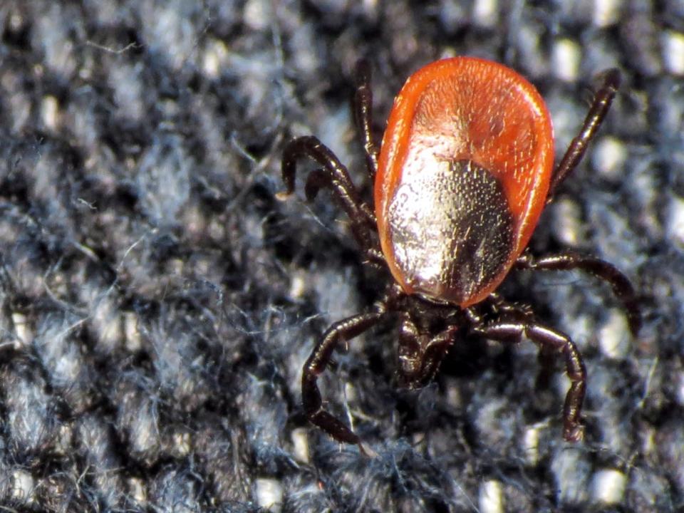 deer tick or black-legged tick