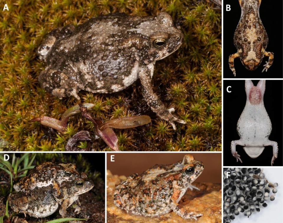 Several Poyntonophrynus nambensis, or Namba pygmy toads, including a mating pair (D) and the species’ eggs (F). Photos from W.R. Branch and Baptista, Vaz Pinto, Keates, Lobón-Rovira, Edwards and Rödel (2023)