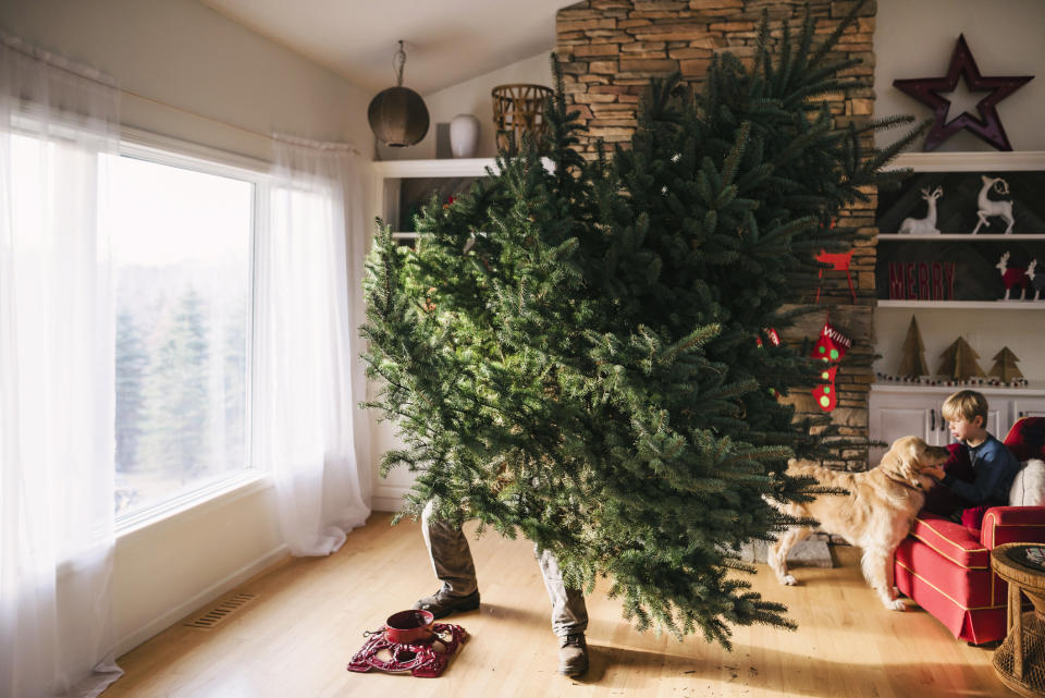 Auf den Tannenbaum wollen die meisten Deutschen nicht verzichten. (Bild: Getty Images)