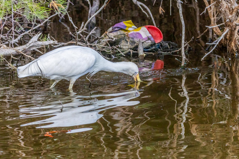 A spoonbill on water with a colourful bag in the background.