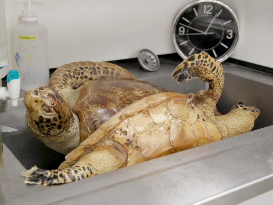 Two preserved sea turtle specimens in a sink at Chicago's Field Museum.