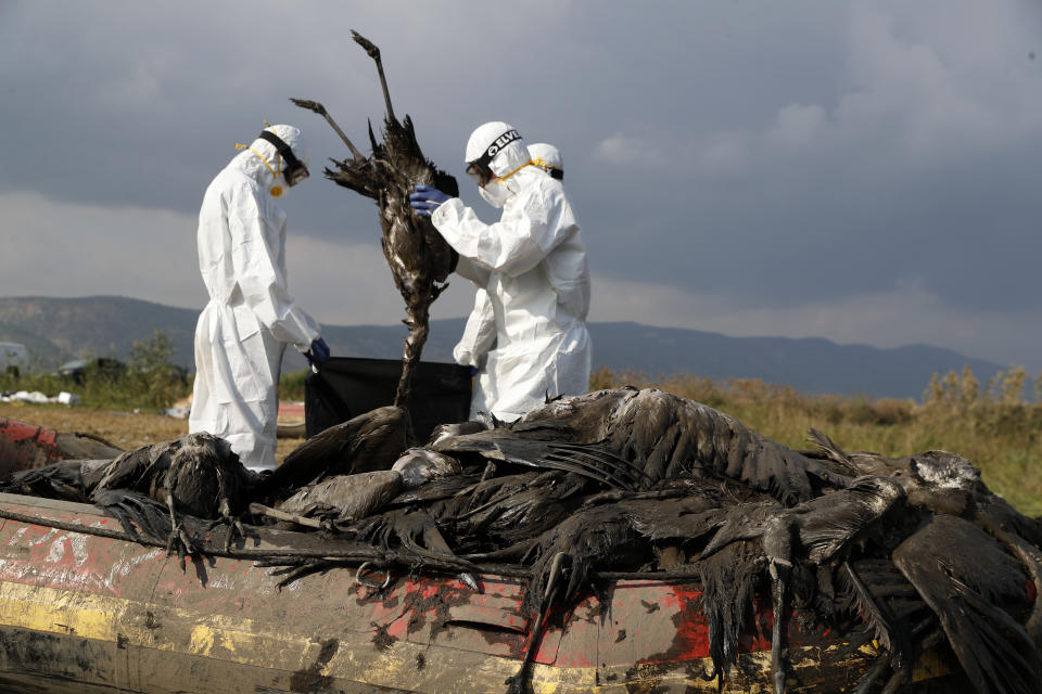 Dos trabajadores colocan una grulla muerta en una bolsa en el área de conservación del lago Hula, en el norte de Israel, el 2 de enero de 2022. Un brote de gripe aviar mató a miles de grullas migratorias, en lo que las autoridades dicen que fue el desastre de fauna silvestre más letal en la historia de la nación. (AP Foto/Ariel Schalit)