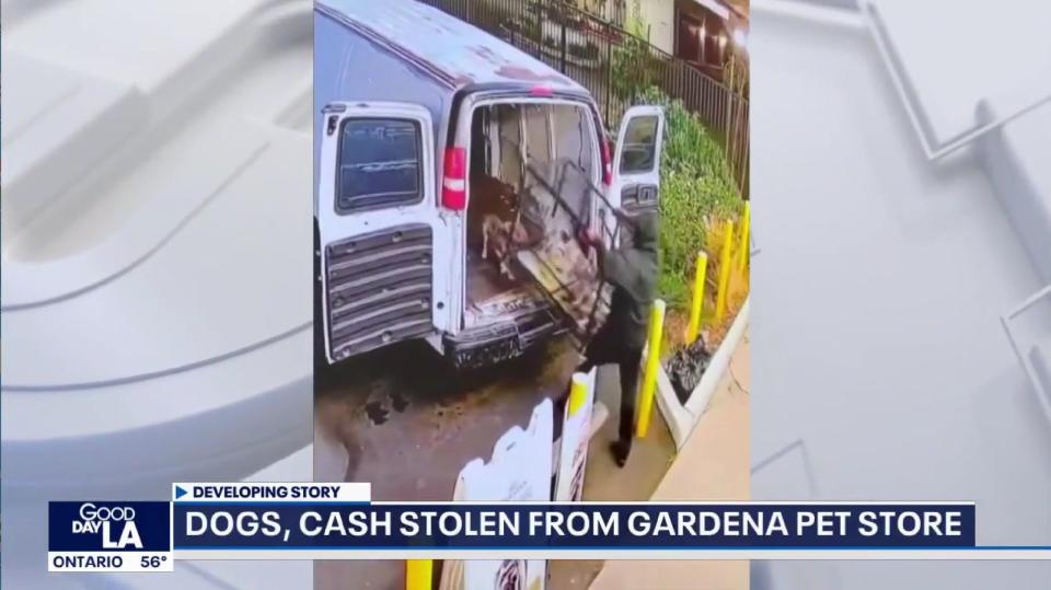 Security cameras at Top Dog Pet Store in Gardena, California, captured the break-in early Tuesday in which a dozen French bulldogs valued at more than $100,000 were stolen.