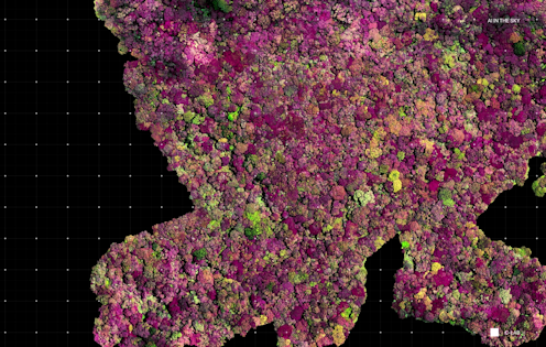 <span class="caption">Map from drone mission search for the Encephalartos Woodii in the Ngoye Forest in South Africa.</span> <span class="attribution"><span class="source">© C-LAB</span>, <a class="link " href="http://creativecommons.org/licenses/by-nc/4.0/" rel="nofollow noopener" target="_blank" data-ylk="slk:CC BY-NC;elm:context_link;itc:0;sec:content-canvas">CC BY-NC</a></span>