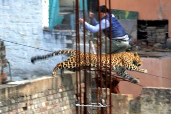 leopard-loose-injures-seven-india-meerut