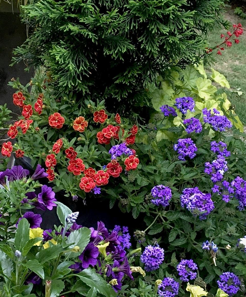 Superbells Double Redstone calibrachoa combined for a contrasting partnership by The Garden Guy. Here it is paired with Superbena Royale Chambray verbena. Superbells Grape Punch calibrachoa and Dolce Appletini heuchera.