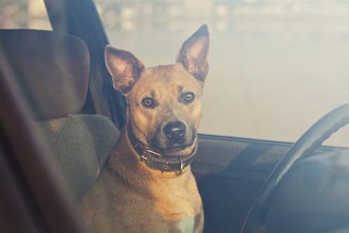 <span class="caption">Never leave a dog in a hot car.</span> <span class="attribution"><span class="source">shutterstock</span></span>