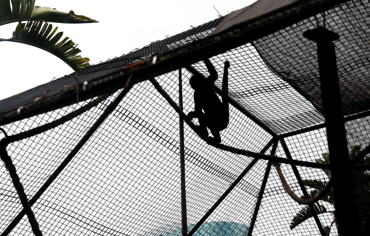 A spider monkey moves within its habitat at the Santa Ana Zoo.