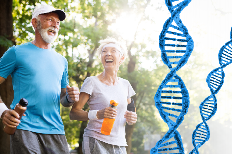 A new study unveils the link between gene length and aging, shedding light on the longevity secrets of Blue Zone centenarians.