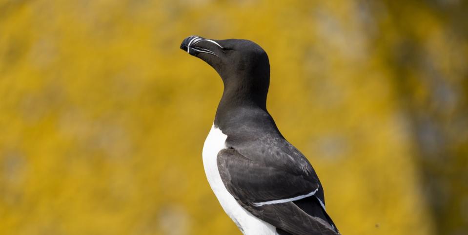 Photo credit: Aidan McCormick/RSPB