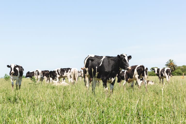 La ola de calor demandó ajustes en el manejo de las vacas