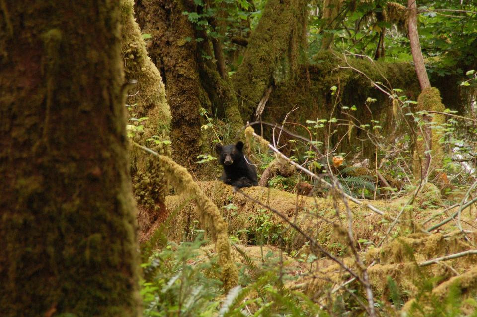 A black bear pops its head up in Hoh Rain Forest at Olympic National Park.