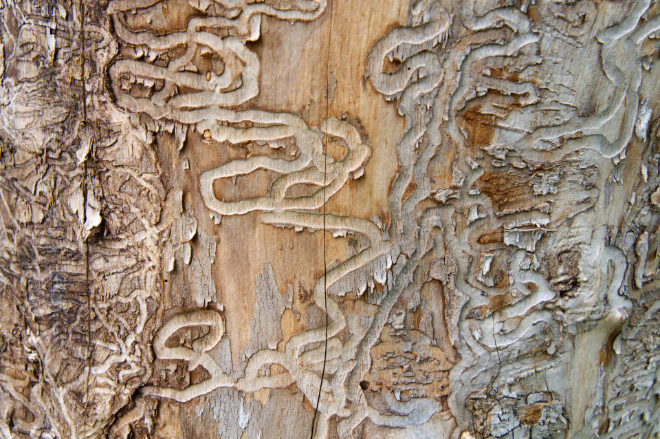Traces of the emerald ash borer on the trunk of a dead ash in Michigan. / Credit: / Getty Images