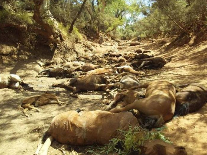 Australia heatwave: Dozens of wild horses perish at dried-up waterhole