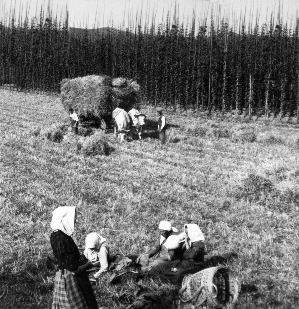 Champ de houblon et récolte d'orges dans un champs bavarois près de Bamberg, Allemagne au début du XXe siècle. (Photo by KEYSTONE-FRANCE/Gamma-Rapho via Getty Images)
