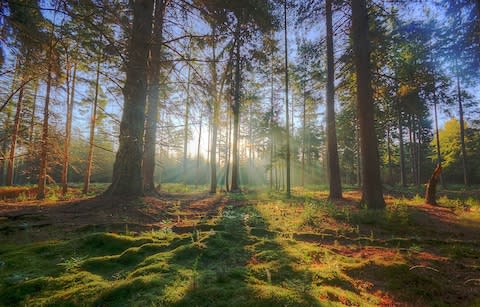 Rhinefield, The New Forest, Hampshire - Credit: Getty