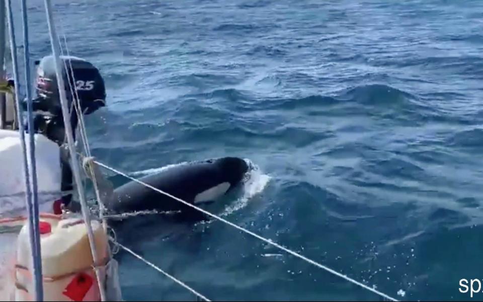 Killer whales seen nudging sailing boats in Spain - Solarpix