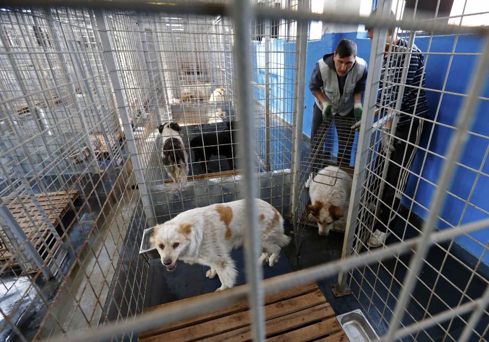 Dog catchers put stray dogs taken from the streets of Bucharest into their cages at a shelter in Mihailesti April 3, 2014. Some 60,000 strays roam Bucharest. Last year, a four-year-old boy died after he was mauled by a stray beside a Bucharest park. Street protests demanded something be done about the dogs. The authorities began enforcing the euthanasia rules, which enable city halls to put down dogs caught in public spaces if they are not adopted within two weeks. Picture taken April 3, 2014. REUTERS/Bogdan Cristel (ROMANIA - Tags: ANIMALS SOCIETY)