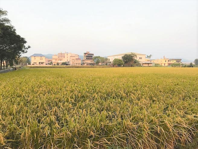 新竹縣峨眉、北埔地區農地的灌溉水源同樣供應民生用水，面臨無水之用又領不到補助之苦，圖為資料照。（莊旻靜攝）