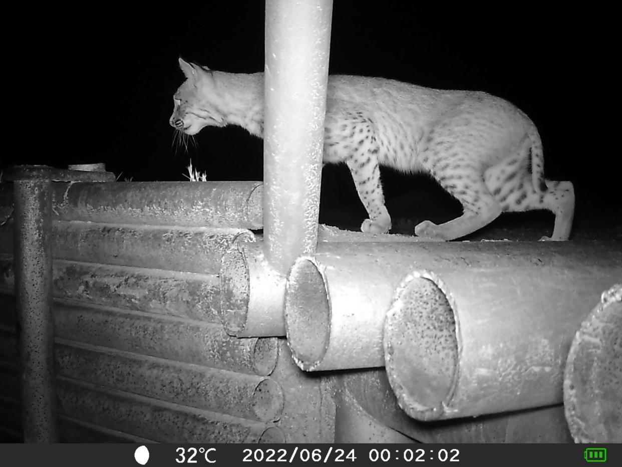 A bobcat seen on a night camera in Iowa Park.