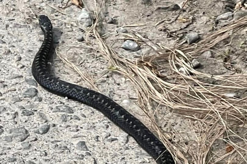 A rarely seen black adder spotted near Traeth Borth Wen beach