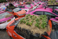 Miniature gardens are planted on the rooftops of unused taxis parked in Bangkok, Thailand, Thursday, Sept. 16, 2021. Taxi fleets in Thailand are giving new meaning to the term “rooftop garden,” as they utilize the roofs of cabs idled by the coronavirus crisis to serve as small vegetable plots and raise awareness about the plight of out of work drivers. (AP Photo/Sakchai Lalit)