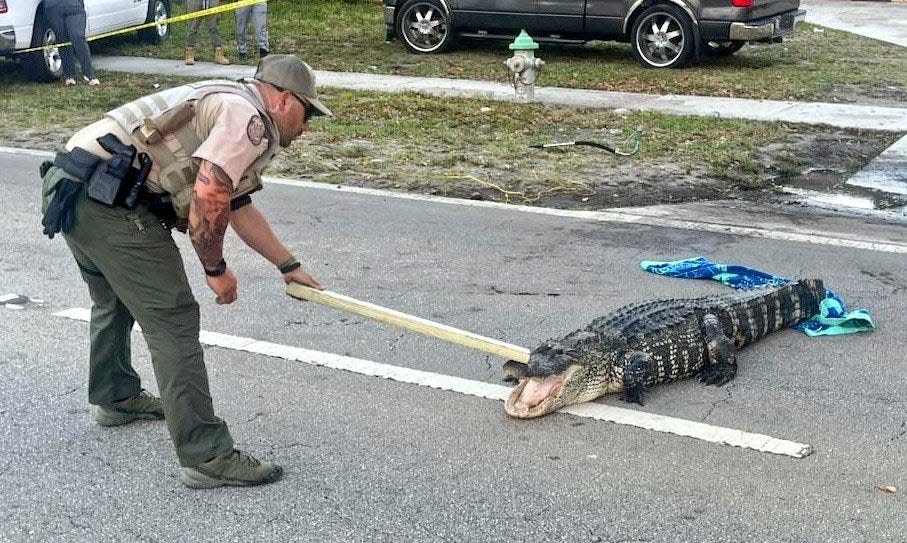 A Florida Fish and Wildlife Conservation Commission officer works to secure an alligator found Australian Avenue in West Palm Beach on April 17, 2023.