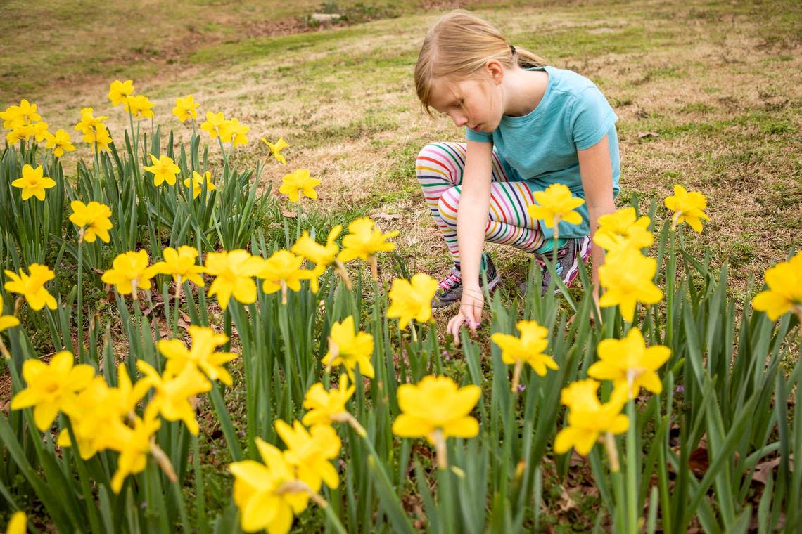 Finn Rittershaus looks at wildflowers growing beside the ribbons of about 50,000 daffodils that recently emerged at the Flowers Field at Dorothea Dix Park on Monday, Mar. 11, 2019, in Raleigh, NC.