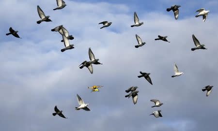 A flock of pigeons flies with a prototype "parcelcopter" of German postal and logistics group Deutsche Post DHL in Bonn December 9, 2013. REUTERS/Wolfgang Rattay